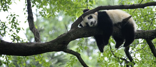 large_wd_e_yzcrnifrtu5nu5brbprkv4i9zqbayqftaphkuu