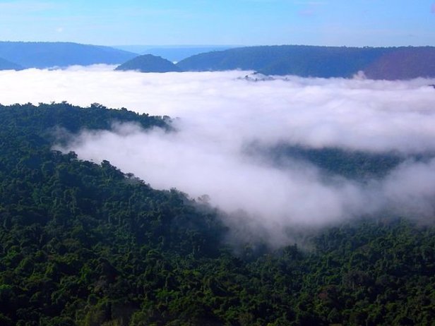 amazon rainforest